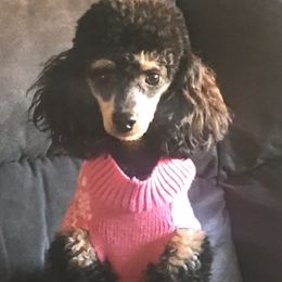 Poodles from Michelle's Poodles