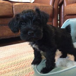 Goldendoodle and Miniature Schnauzer Puppies from Very Special Mini Schnauzers and Goldendoodles