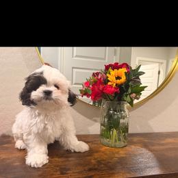 Shih Tzu Puppies from Shih Tzus of Gilbert