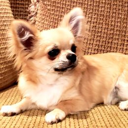 Chihuahua Puppies from Violeta's Royal Chihuahua
