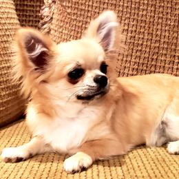 Chihuahua Puppies from Violeta's Royal Chihuahua