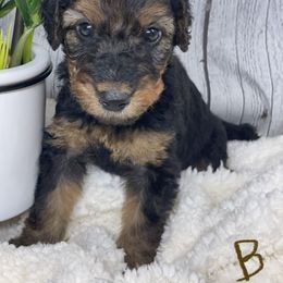 Airedale Terrier, Lakeland Terrier, and Welsh Terrier Puppies from Anne's Pups