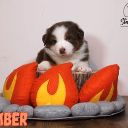 Australian Shepherd Puppies from Starlit Grove Australian Shepherds