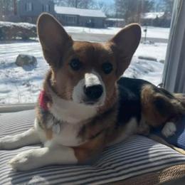 Pembroke Welsh Corgis from Corgi Palace