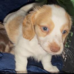 Warner - 3500 - Piebald male Dachshund puppy in Hazlehurst, Georgia from DrakeFire Dachshunds