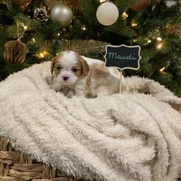 Maudi - Blenheim female Cavalier King Charles Spaniel puppy in Hixson, Tennessee from Erickson Cavaliers