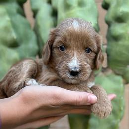 Rosey - Red  female Goldendoodle puppy in Phoenix, Arizona from Doodles of the Desert