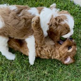 Bernedoodle Puppies from 4P’s Doodles