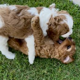 Bernedoodle Puppies from 4P’s Doodles