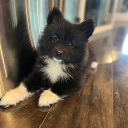 Kobalt - male Nenets Herding Laika puppy in Rockwell, Texas from Mystic Winds Nenets Laikas