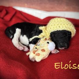 Eloise - Parti female Poodle puppy in Houston, Texas from McEnery Standard Poodles