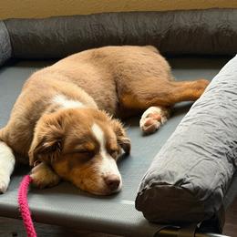 Sasha - Red merle female Australian Shepherd puppy in Clover, South Carolina from Jo’s Aussies