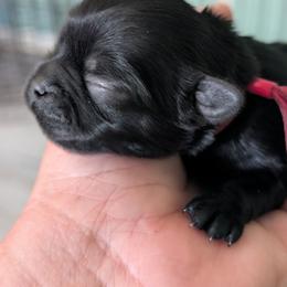 Raven - Black female Shih Tzu puppy in Claxton, Georgia from Small Pawz Shih tzu