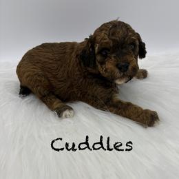 Cuddles - Sable male Poodle puppy in Wheatland, California from Sapphire Ridge Poodles