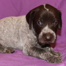 German Shorthaired Pointer Puppies from GLC Pointers