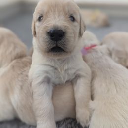 Girl 1 - Golden Retriever puppy from Sandy's Pawsitively Perfect Golden Pups