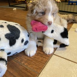 Miniature American Shepherd Puppies from Paris Miniature Americans