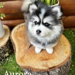Pomsky Puppies from Blue Ridge Pomsky