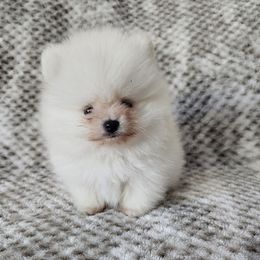 Boy 1 - Cream male Pomeranian puppy in Visalia, California from J-Pom Lee's