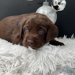 Royal Blue - Chocolate male Labrador Retriever puppy in Heath Springs, South Carolina from Rich Hill Retrievers