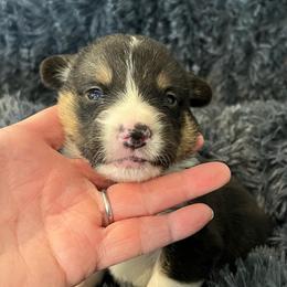 EP 3 - Black and tan male Pembroke Welsh Corgi puppy in Stockton, Iowa from Infinity Corgis