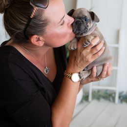 French Bulldog Puppies from Antelope Springs Frenchies
