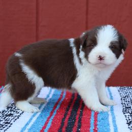 AKC Grand Champion Sired (RM2) - Red male Border Collie puppy in Noble, Oklahoma from CheckItOut Border Collies