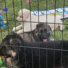 German Shepherd Puppies from Celtic Rose German Shepherds