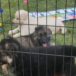 German Shepherd Puppies from Celtic Rose German Shepherds
