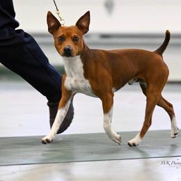 Sizzle - Rat Terrier