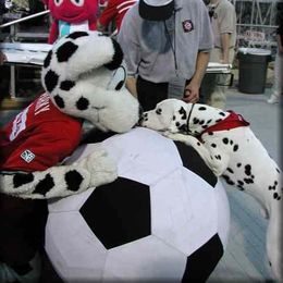 Dalmatian All Grown Up from HatTrick Dalmatians