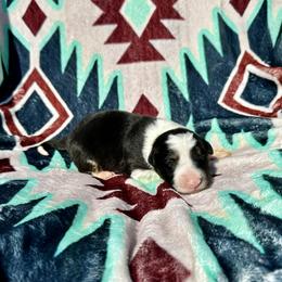Girl 4 - Tri-color female Border Collie puppy in Milton, Pennsylvania from C&C Border Collies