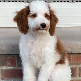 Comet - Parti Poodle puppy in New Jersey from TK Poodles