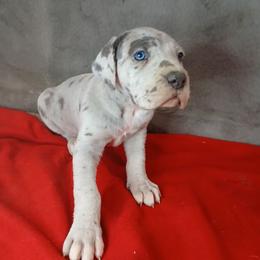 Princess - Merle female Great Dane puppy in Marshall, Michigan from Dream K9
