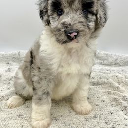 Aussiedoodle Puppies from Mills River Doodles