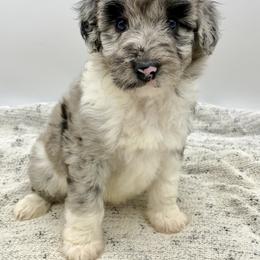Aussiedoodle Puppies from Mills River Doodles