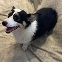 Pop - Black and white male American Corgi puppy in Hueytown, Alabama from AAA Corgis