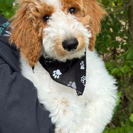 Churro - Parti male Poodle puppy in Williamsburg, Ohio from Iaroli’s  Small Standard Poodles