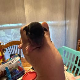 Pup L2 - White black and tan female Toy Fox Terrier puppy in Clermont, Florida from Debbie Hiles's Toy Fox Terriers
