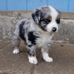 Miniature American Shepherds and Toy Australian Shepherds from Roserock Aussies