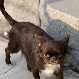 Chihuahua All Grown Up from Chihuahuas manzanita