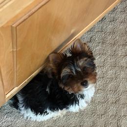 Prada awaits her forever family - Black tan and white female Biewer Terrier puppy in Lebanon, Oregon from SD99Biewers