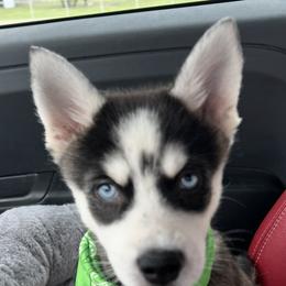 Alaskan Klee Kai from Lakeside Alaskan Klee Kai