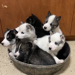 Siberian Husky Puppies from Sandoval Az Husky