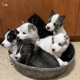 Siberian Husky Puppies from Sandoval Az Husky