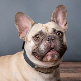 French Bulldogs from COACA KENNEL LLC