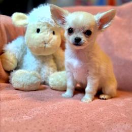Adorable Long Coat Girl - Cream and white female Chihuahua puppy in Cape Coral, Florida from Inspired Chihuahuas