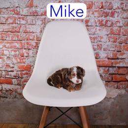Mike - Chocolate merle male Bernedoodle puppy in Calhoun, Georgia from Happy Top Doodles