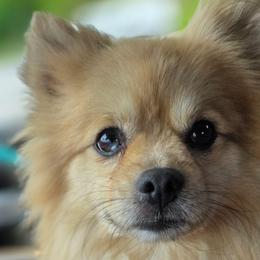Owen Adult 3yr old Foster - Cream sable male Pomeranian puppy in Gloversville, New York from ADKPOM Adirondack Pomeranians