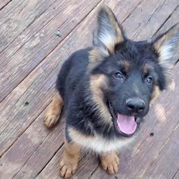 German Shepherd Puppies from It Must Be Kismet Kennels (IMBKK)